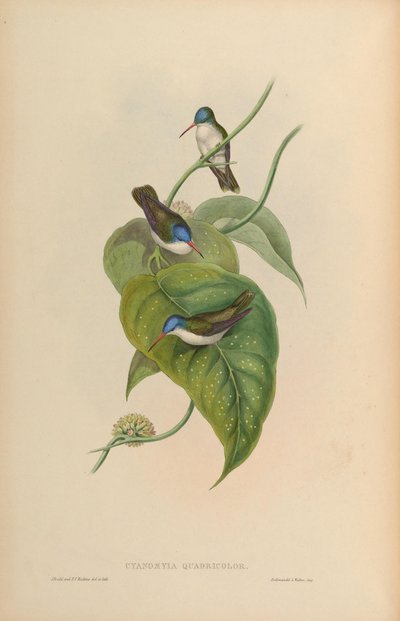 Cyanomyia quadricolor = Amazilia violiceps von John Gould